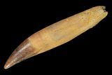 Fossil Crocodile Tooth - Rooted With Great Preservation #81027-1